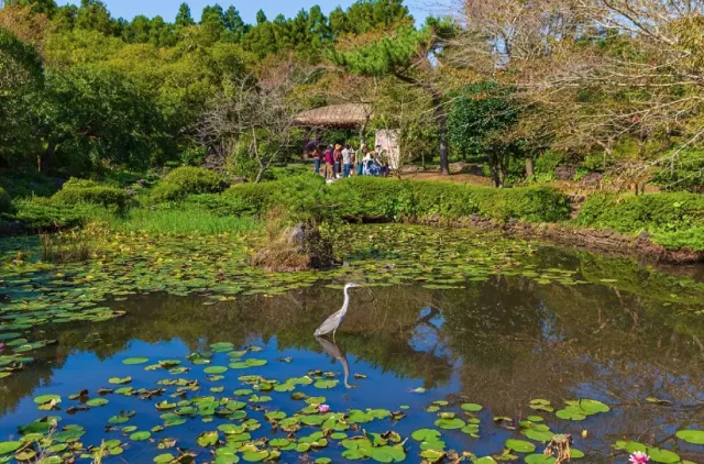 제주 렌트카 제주여행 카멜리아힐