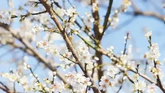 梅花.png