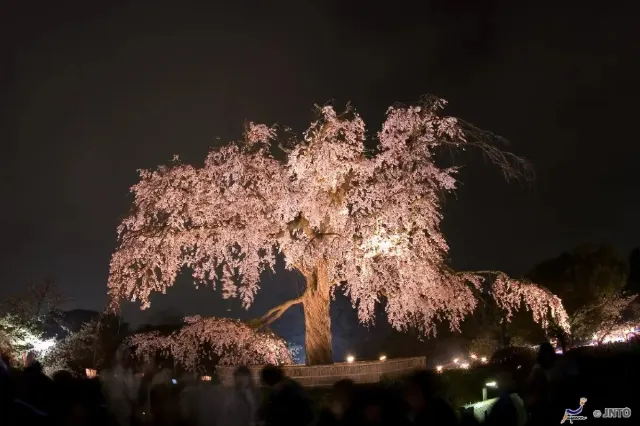 日本京都圓山公園