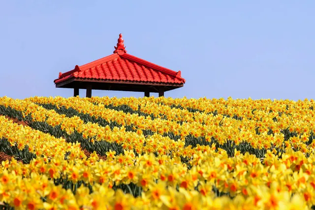 봄꽃축제, 신안 섬 수선화축제