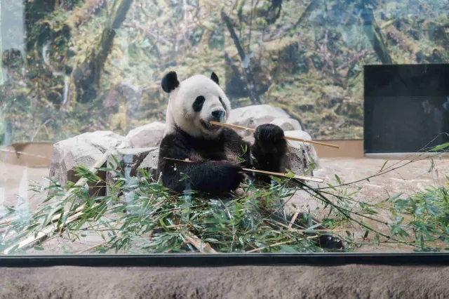 Ueno Zoo