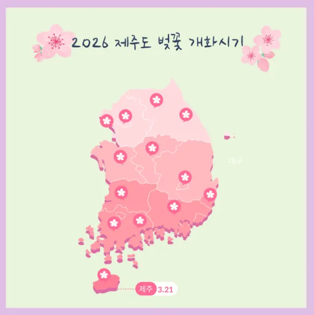 2026 제주도 벚꽃 | 개화시기