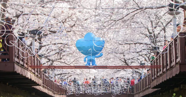 2025 전국 벚꽃 명소