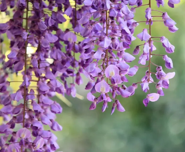 藤の花2025】絶景スポット8選!フジ花の名所と開花予想を徹底ガイド 藤の花2025】絶景スポット8選!フジ花の名所と開花予想を徹底ガイド
