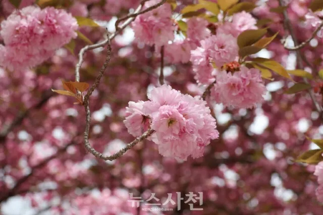 사천 청룡사 겹벚꽃