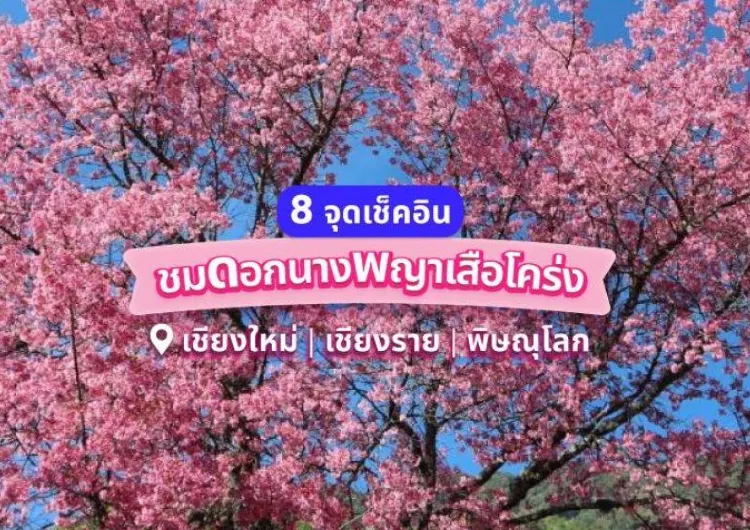 8 จุดเช็คอินที่ไม่ควรพลาด ชมดอกนางพญาเสือโคร่ง เชียงใหม่ เชียงราย พิษณุโลก 2567