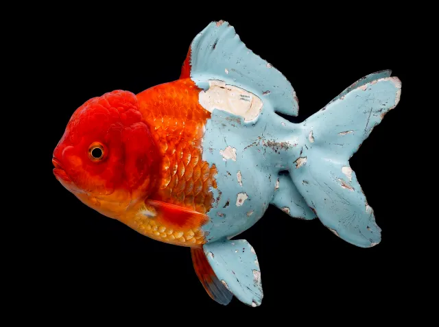 Kevin Abosch, Goldfish, 2026. Courtesy of the artist.
