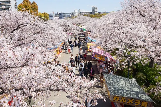 2026年 桜・桜満開】 厳選・関西のお花見おすすめスポット🌸開花・満開