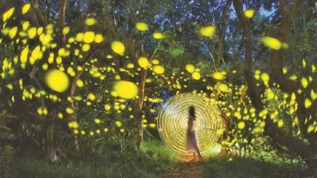西涌螢火觀賞季