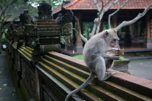 聖猴森林公園