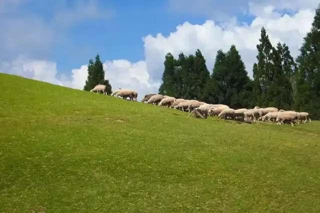 奔羊節文化表演