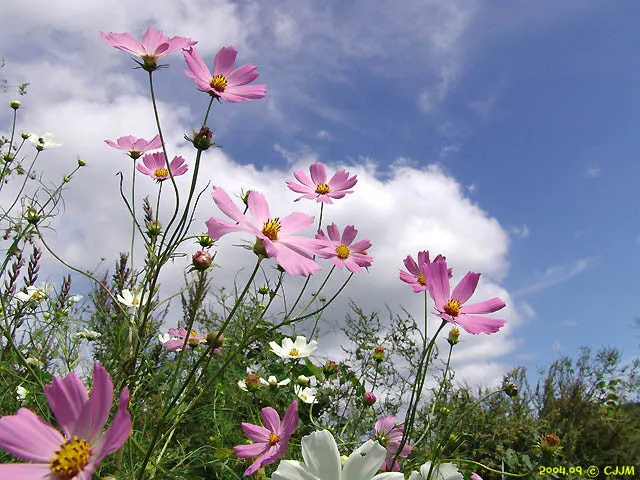 코스모스
