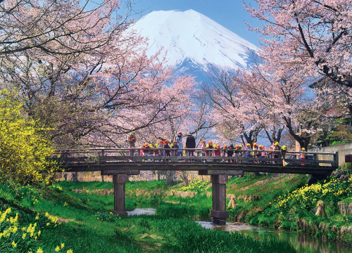 桜 2026年】厳選！今、見るべき富士山と桜の究極の組み合わせスポット6