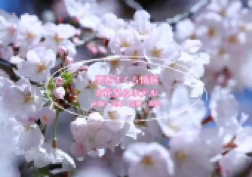 2026年関西さくら情報🌸お花見&おすすめホテル☆おすすめホテルでホカンス☆さくらステイ