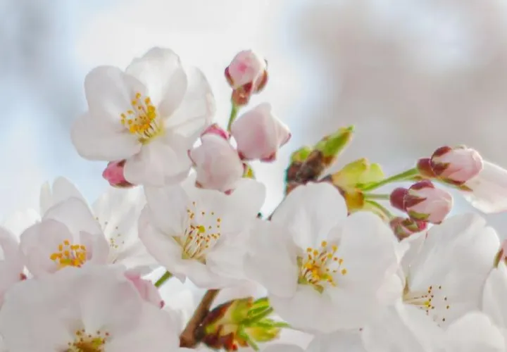 2025 Best Places to See Beautiful Flowers in China