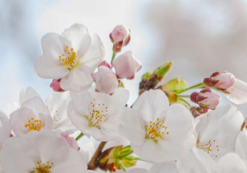 2026 Best Places to See Beautiful Flowers in China