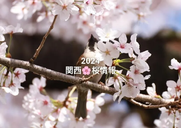 『2024年』桜・桜満開　厳選・関西のお花見おすすめスポット🌸開花・満開予測情報