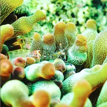 海下湾でのシュノーケリング