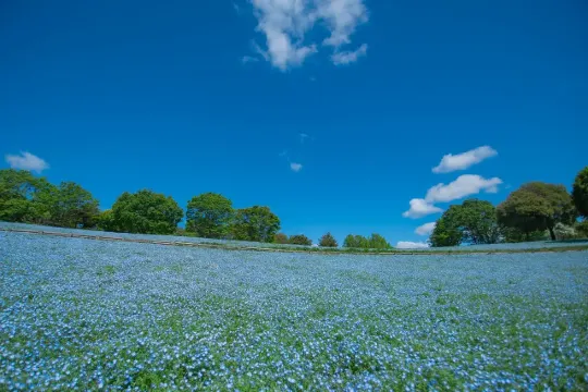 国営昭和記念公園