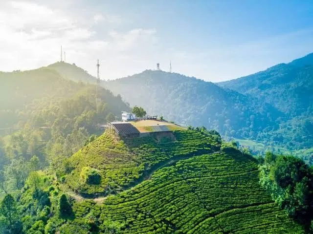 kebun teh photo