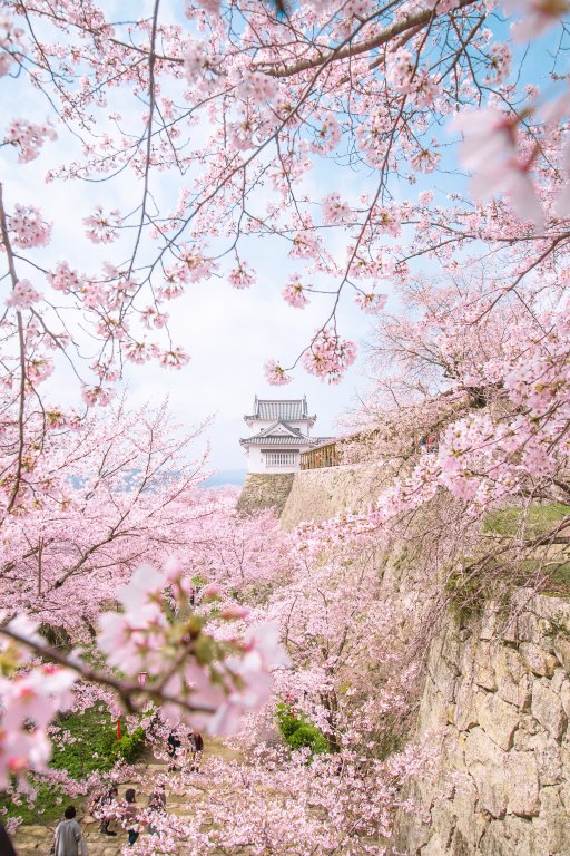 関西から行けるオススメ桜スポット！