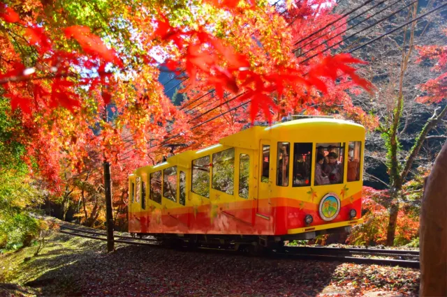 関東紅葉2025