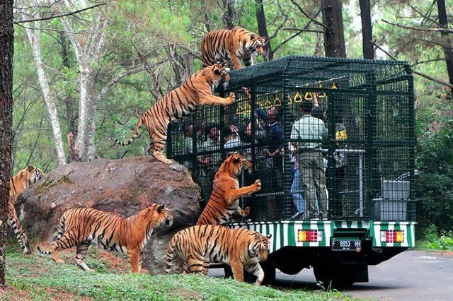taman safari indoensia photo