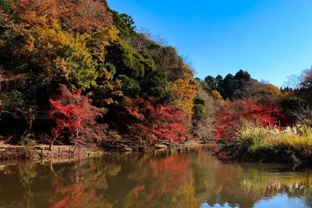 関東紅葉2025