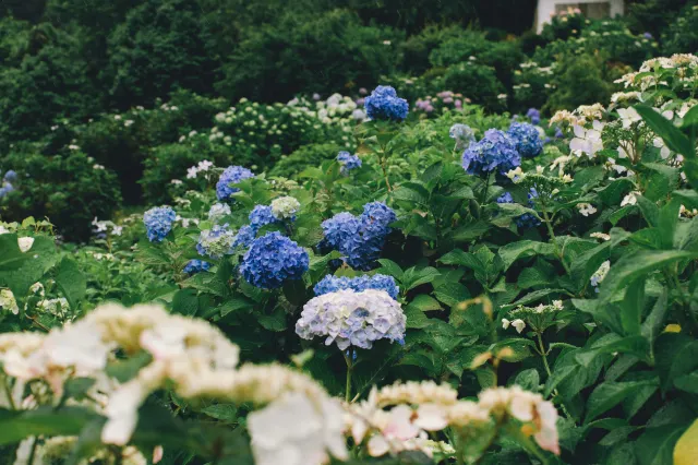 繡球花