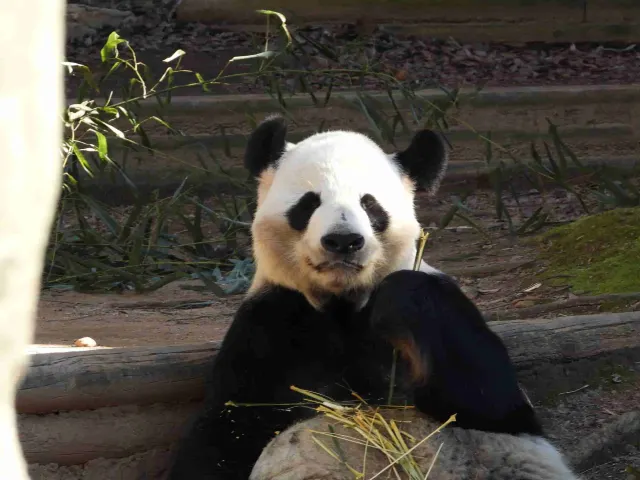 Zoo Atlanta