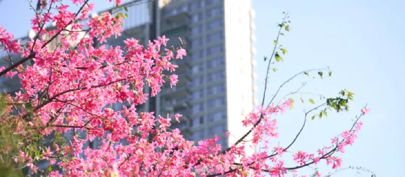 斬竹灣木棉海岸