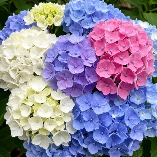 거제수국축제