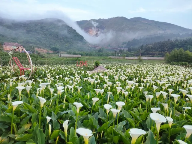 陽明山花季現場照
