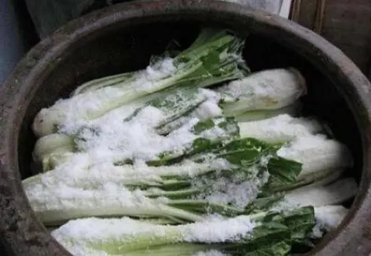醃菜備冬