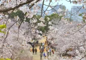 다가오는 봄, 벚꽃 여행 숙소로 딱! 후쿠오카 호텔 추천 TOP 6