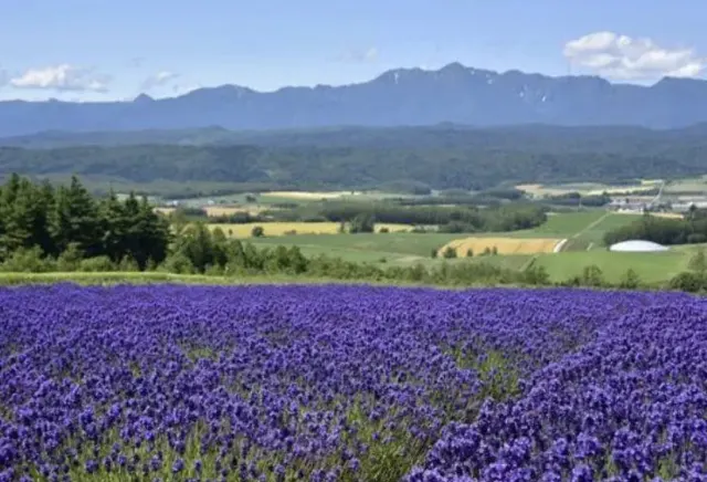 일본 관광 추천 삿포로 여름