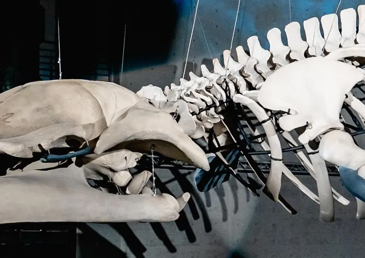 全台首座藍鯨骨骼標本展示！屏東海生館公開歷經三年修復的20公尺長藍鯨身軀