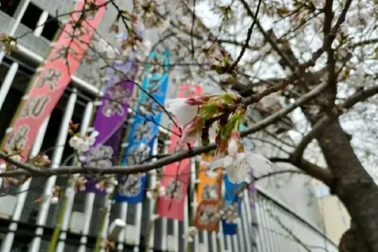 こちらの写真は2023年の文楽劇場とのぼりと桜です