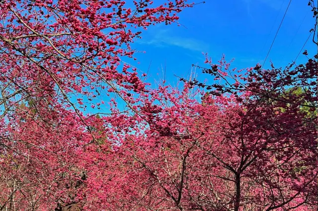 櫻花季