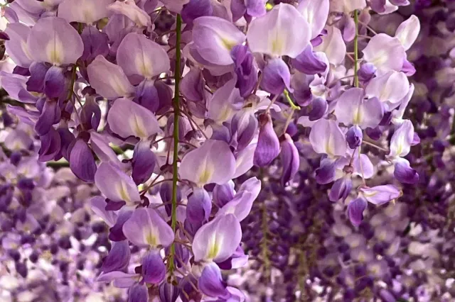 紫藤花季