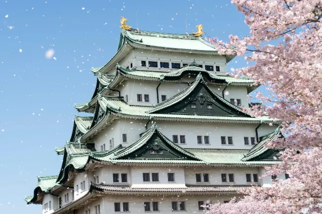 名古屋櫻花2025