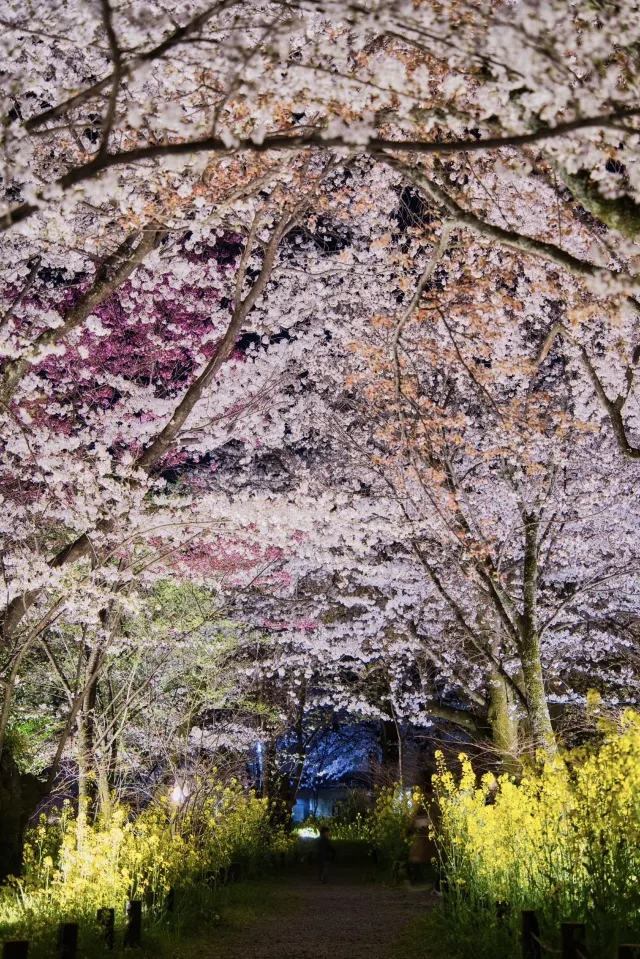 平野神社
