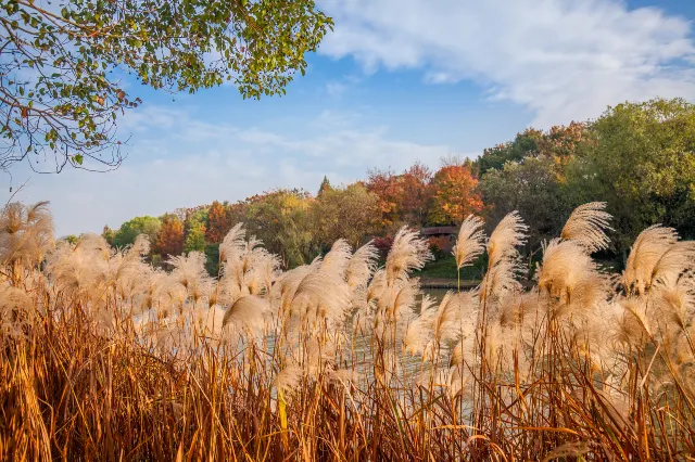 Hangzhou China Xixi Wetland National Park reed flower festival