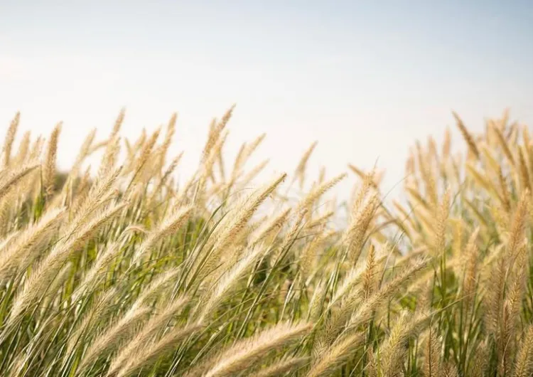 【2026芒草季節】最新14大賞芒草景點🌾，秋冬芒草行山路線推薦
