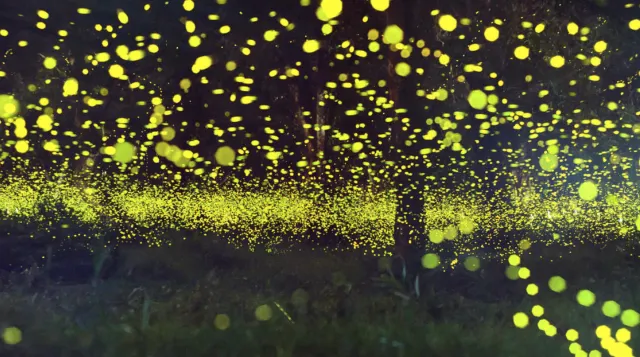 보홀 맛집 반딧불 투어