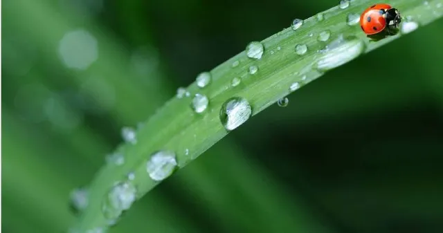 白露節氣來源