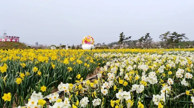 봄꽃축제, 태안 수선화 축제