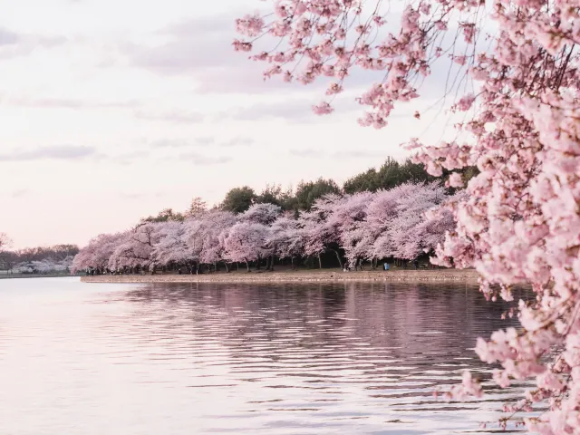 櫻花