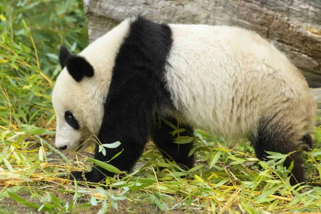 Zoo Vienna
