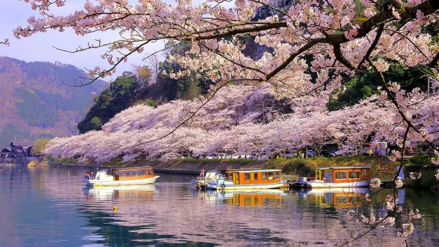 海津大崎の桜